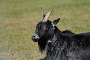 Close up of black pygmy goat