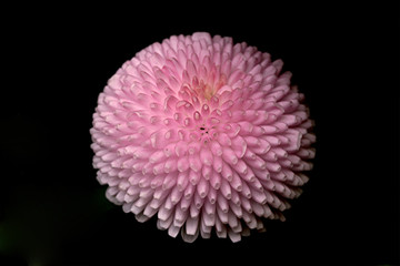Gänseblümchen