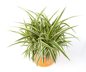 chlorophytum détouré dans pot deco orange
