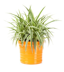 chlorophytum dans pot deco sur fond blanc