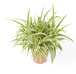 chlorophytum détouré