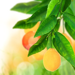 Fresh citrusses background