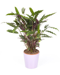 calathea dans pot deco violet