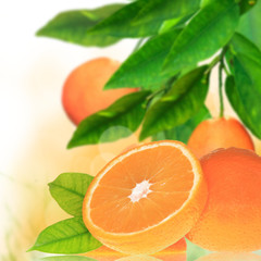 Fresh orange background