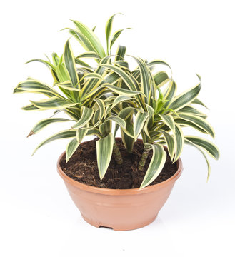 dracaena plante verte