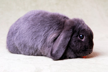 rabbit, animal