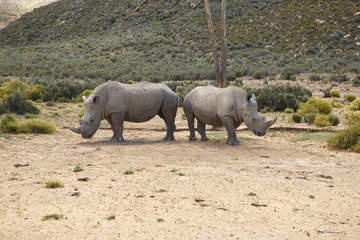 Fototapeta premium Nashorn