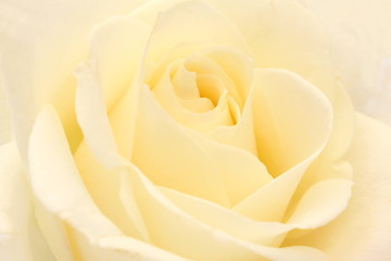 white rose