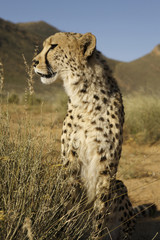 Gepard