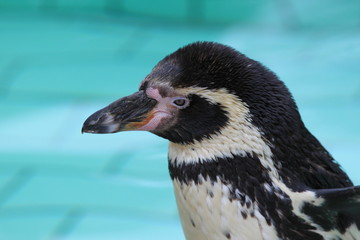 Pinguinkopf