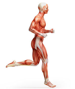 anatomy, muscles