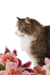 Profilo di gatto domestico a pelo lungo