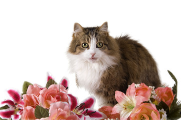 Gatto sorpreso