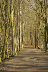 Waldweg durch kahlen Laubwald