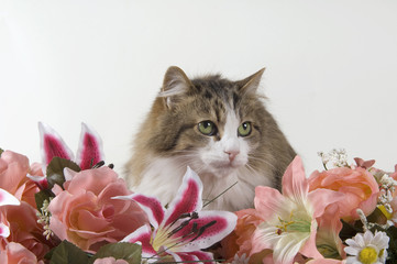 Gatto domestico a pelo lungo