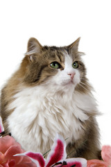 Primo piano di gatto domestico a pelo lungo