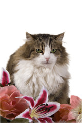 Muso di gatto domestico con fiori