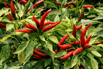 pepper grown on farms