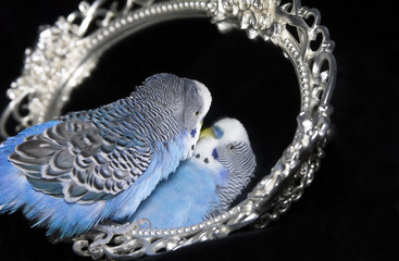 Naklejka premium Blue wavy parrot with reflexion in mirror