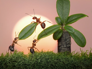 team of ants work with leaves of palm