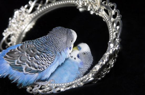 Blue wavy parrot with reflexion in  mirror