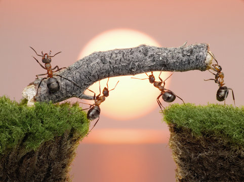 team of ants constructing bridge over water on sunrise