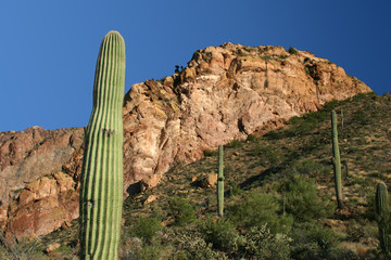 Organ Pipe 11