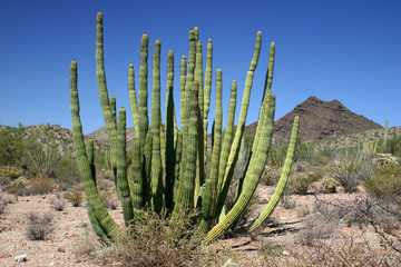 Organ Pipe 2