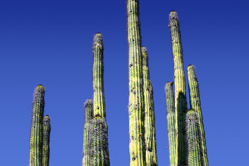 Organ Pipe 3