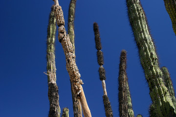 Organ Pipe 7