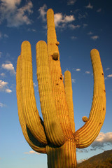 Saguaro NP 1