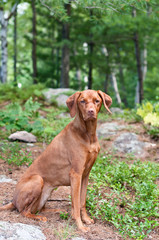 Female Vizsla Dog Sitting in the Woods