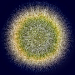 macro shot of fuzzy green mold