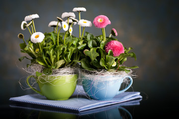pot of Bellis perennis