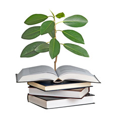 sapling growing from open book