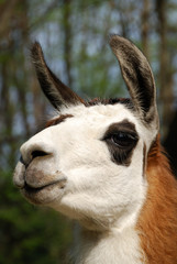 Obraz premium Portrait of a wild lama