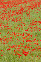 meadow of red poppies, Rhone-Alpes, France