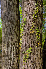 france,île de france,78 : forêt, chênes