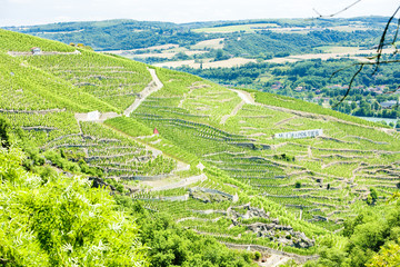 Fototapeta na wymiar cru, wielkie winnice Cote Rotie, Rodan-Alpy, Francja