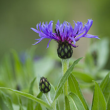 bleuet
