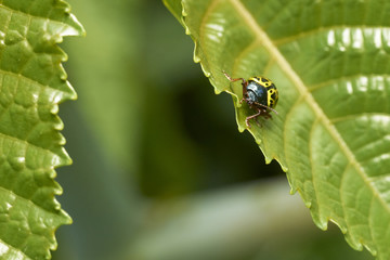 Gelb-schwarzer Käfer auf einem Blatt