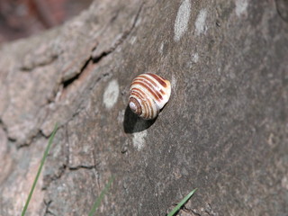 Schnecke