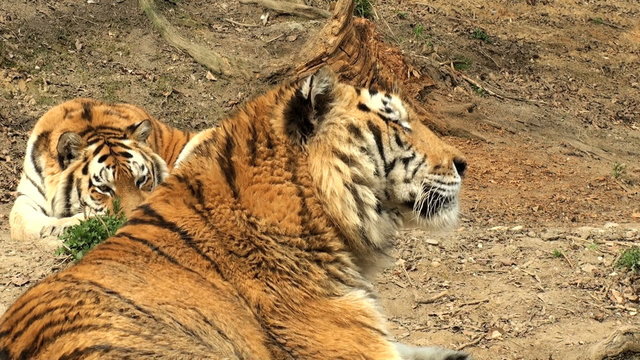 two tigers rest