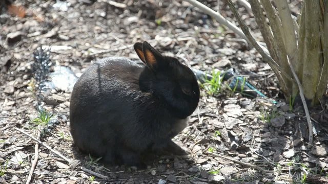 Hase