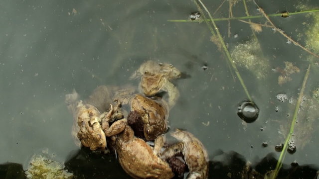 frog amphibious