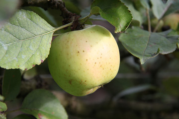 pommes