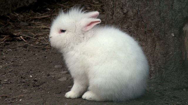 adorable white brabbit