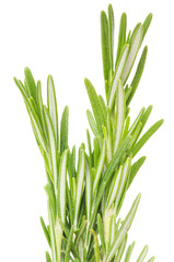 rosemary