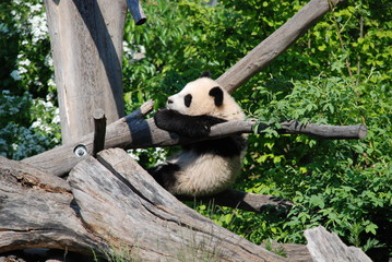 Obraz premium Playing Panda Cub