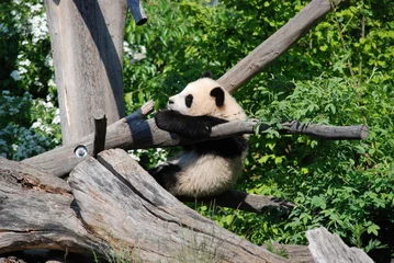 Zelfklevend Fotobehang Playing Panda Cub © lucazzitto